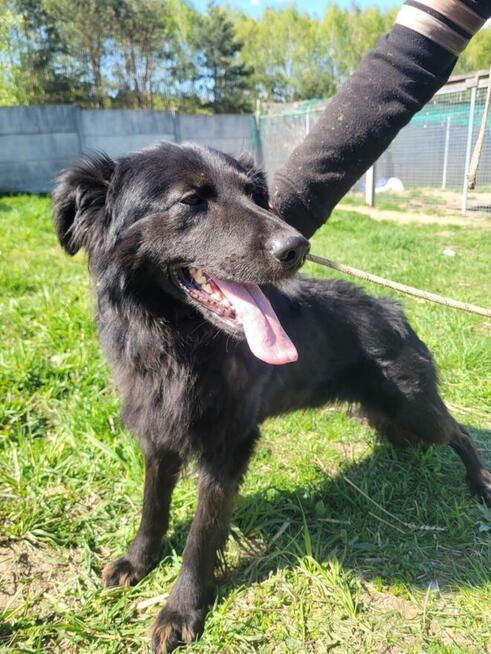 Mango do adopcji