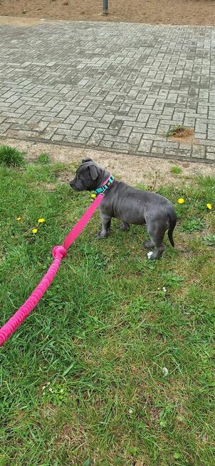 Amstaff suczka blue, ur. 24.02 - szuka odpowiedzialnego domu