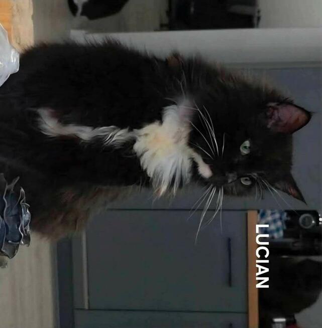 Koty do Adopcji