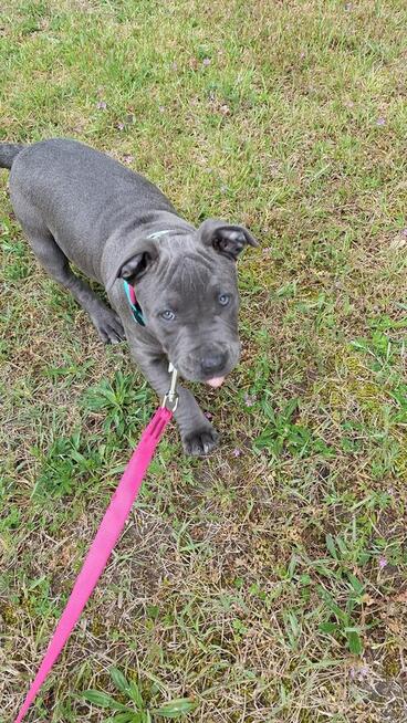 Amstaff suczka blue, ur. 24.02 - szuka odpowiedzialnego domu