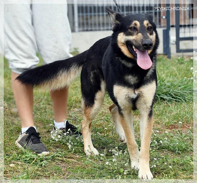 Frodo - pokochaj tego wesołego przystojniaka!