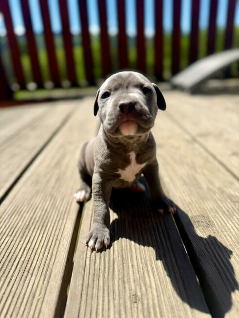 oddam szczeniaki American Staffordshire terrier