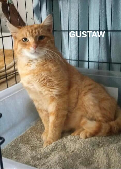 Koty do Adopcji