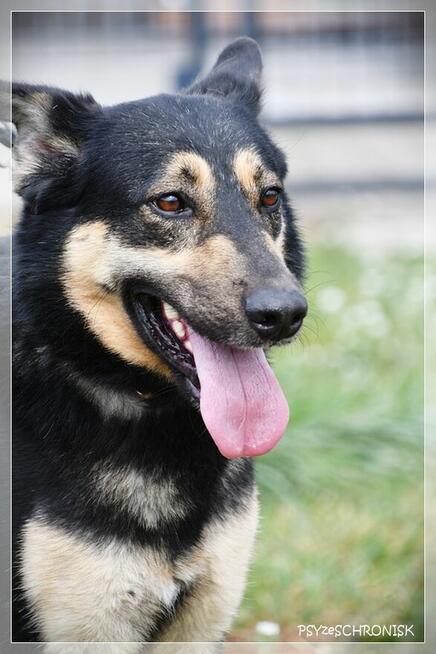 Frodo - pokochaj tego wesołego przystojniaka!