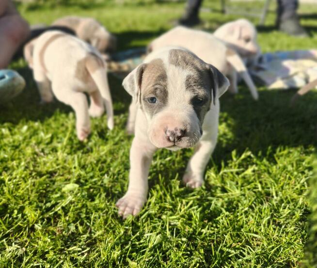 oddam szczeniaki American Staffordshire terrier