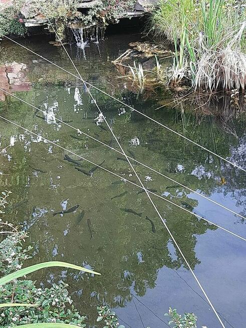 Ogródek działkowy Rod MALWA działka rekreacyjna