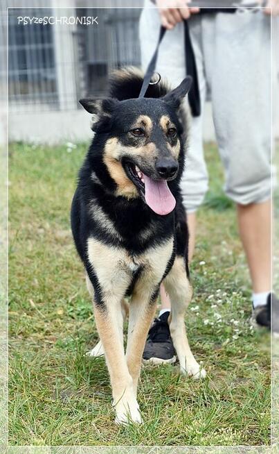 Frodo - pokochaj tego wesołego przystojniaka!