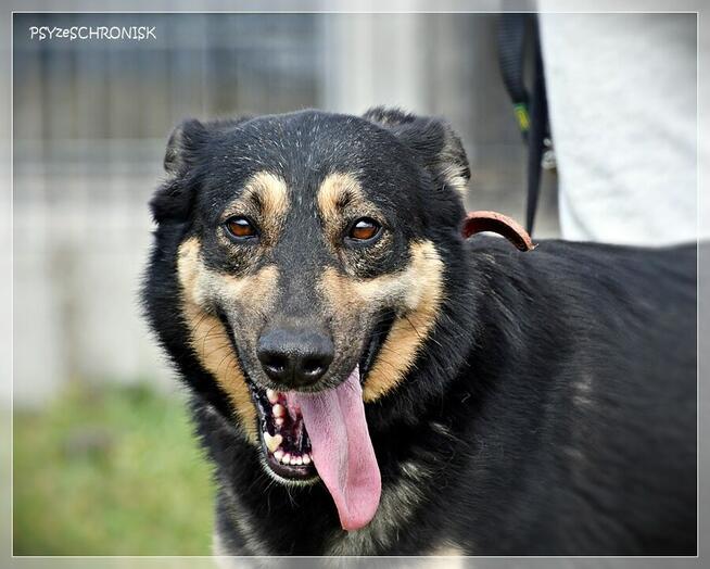 Frodo - pokochaj tego wesołego przystojniaka!