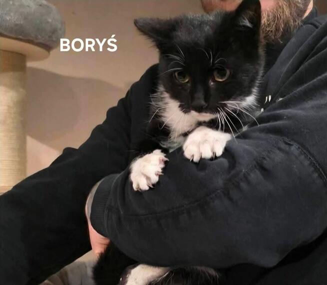 Koty do Adopcji