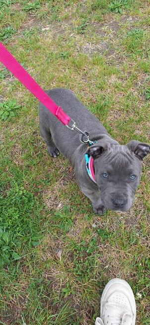 Amstaff suczka blue, ur. 24.02 - szuka odpowiedzialnego domu