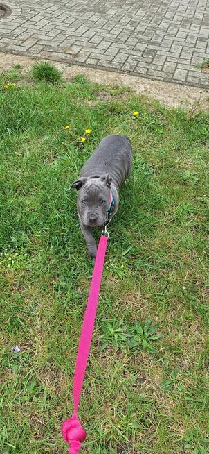Amstaff suczka blue, ur. 24.02 - szuka odpowiedzialnego domu