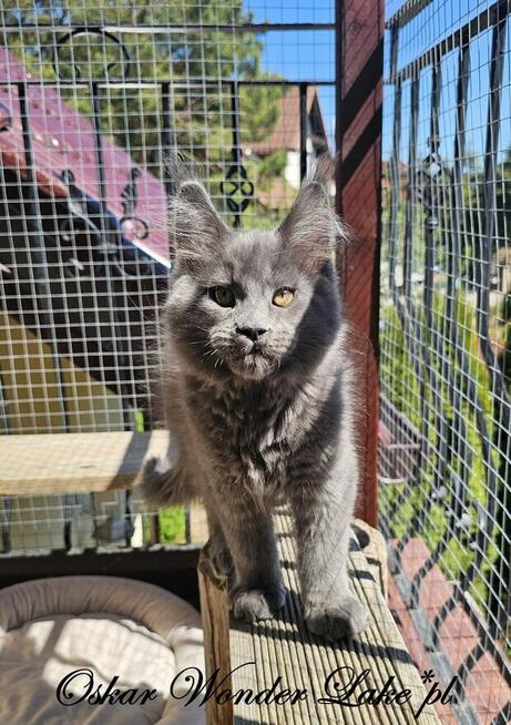 Niebieski kocurek Maine Coon - FPL