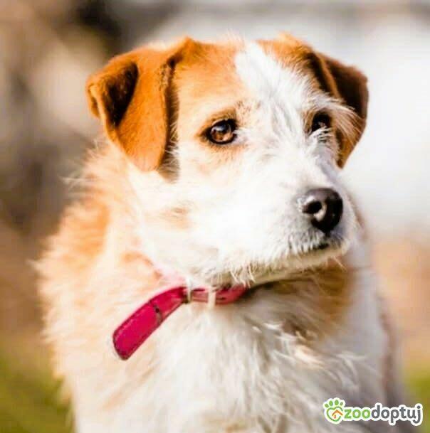 CYKUŚ - piękny terrier szuka mądrego domu