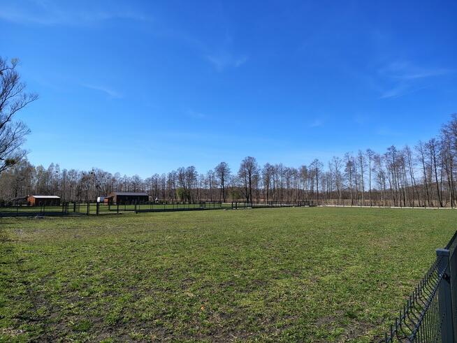 Na sprzedaż 6 dużych działek w Pilchach 150 m od jeziora Roś