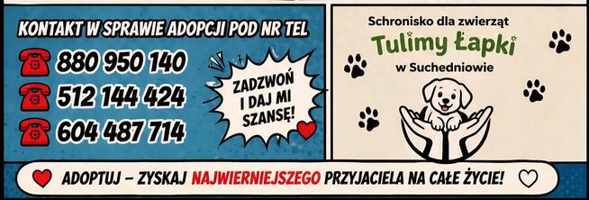 JOKO, gentleman szuka domku!
