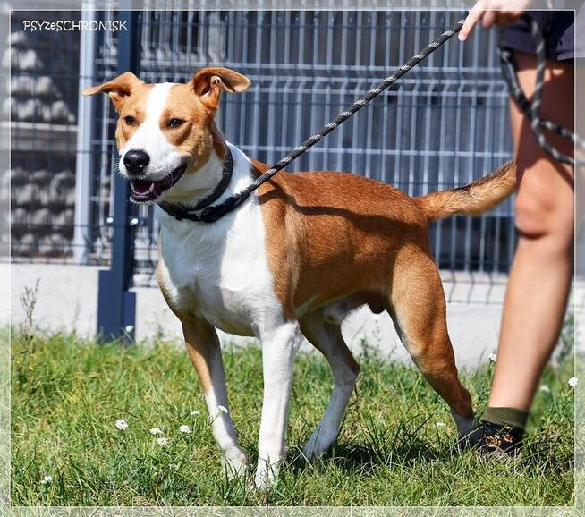 Rex – szuka domu z przeróżnymi aktywnościami
