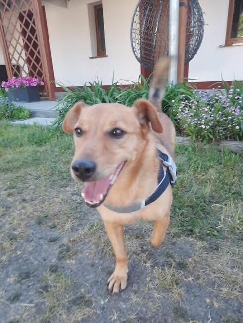 Pilne!!Franek ok 4/5 let.idealny pies czeka na dom Katarzyna