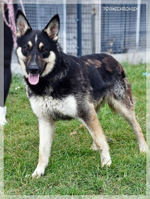 Zeus – młody, uważny, wpatrzony w człowieka – psi skarb