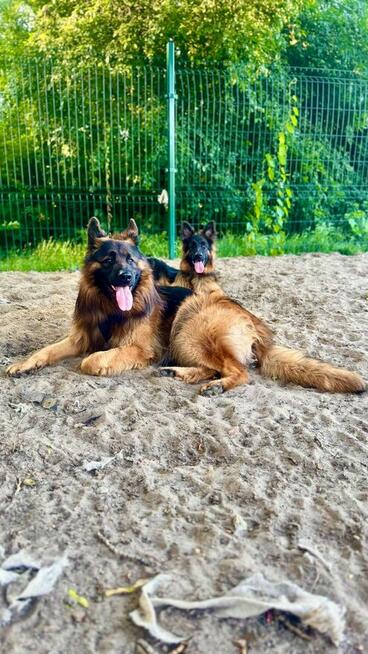Petsitter