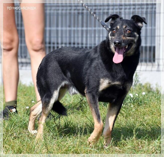 Amor – bardzo potrzebuje spokojnego, kochającego domu