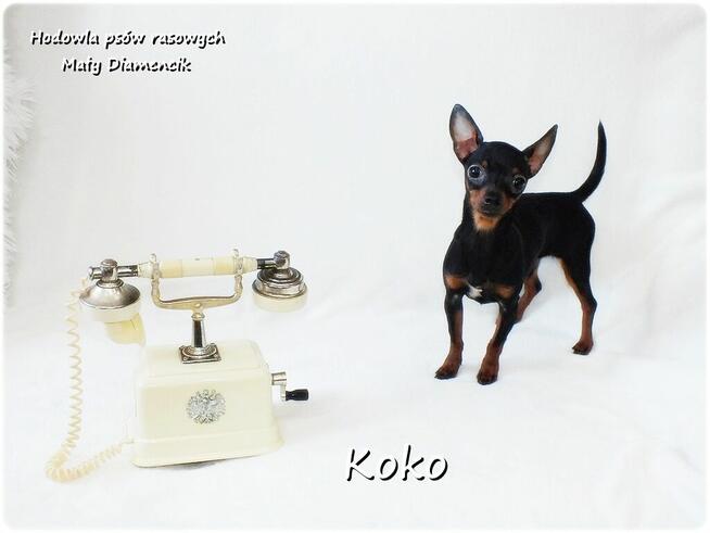 Pinczer miniaturowy, potocznie ratlerek, tzw.sarenka Rodowód