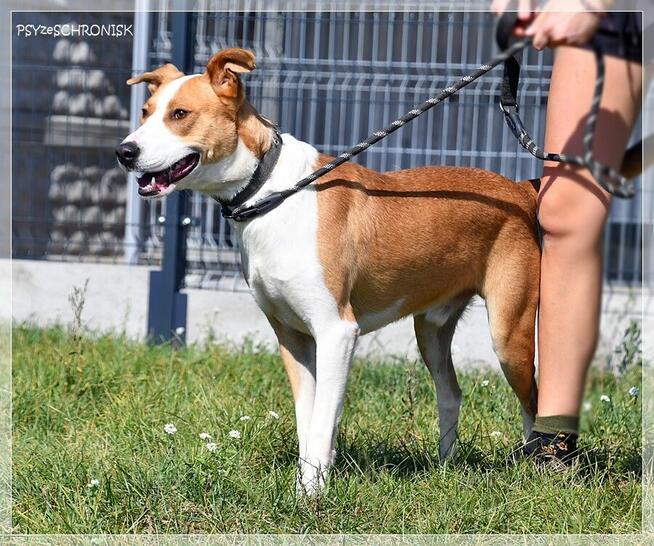 Rex – szuka domu z przeróżnymi aktywnościami