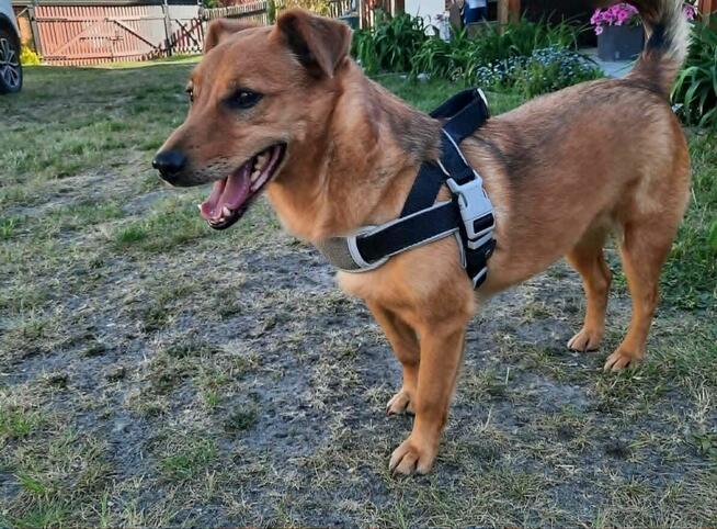 Pilne!!Franek ok 4/5 let.idealny pies czeka na dom Katarzyna