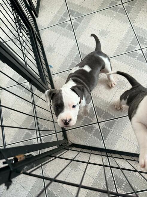 American Staffordshire Terrier