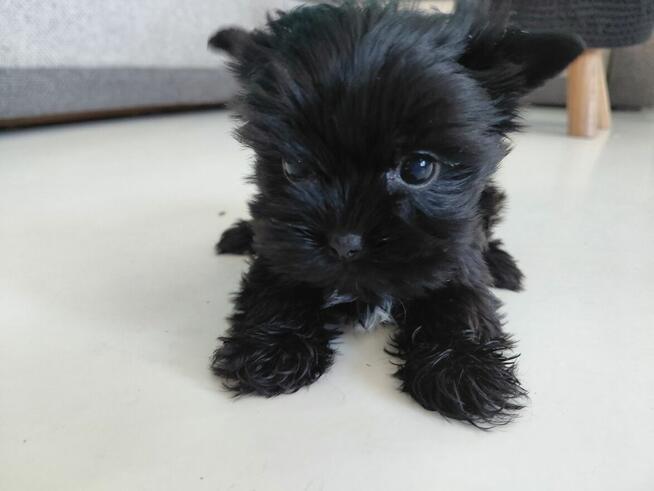 YORKSHIRE TERRIER