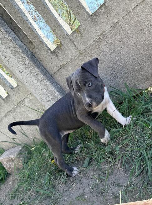 American Staffordshire Terrier