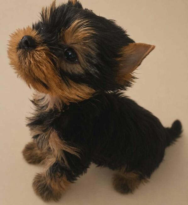 YORKSHIRE TERRIER