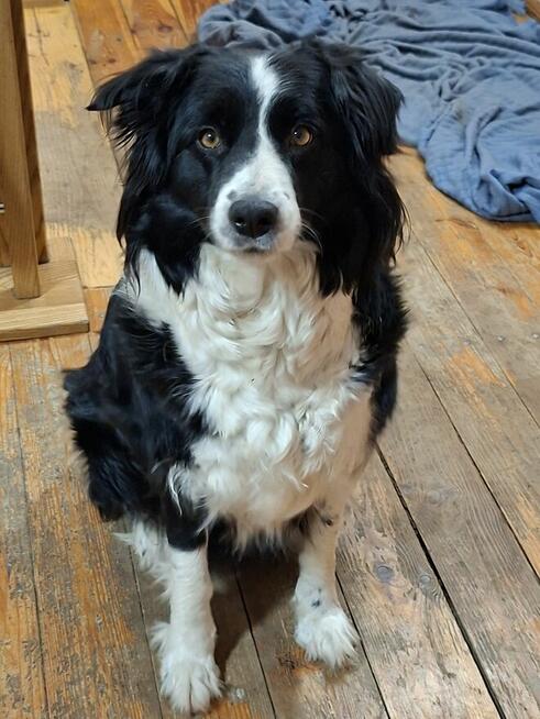 Border Collie szczeniaki