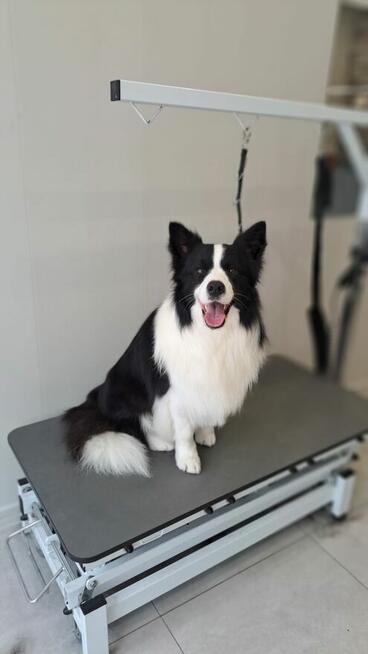 Border Collie szczeniaki