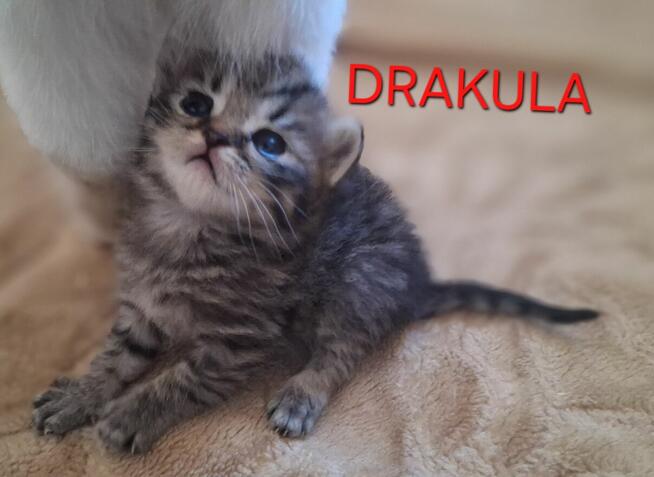 Kotek brytyjski