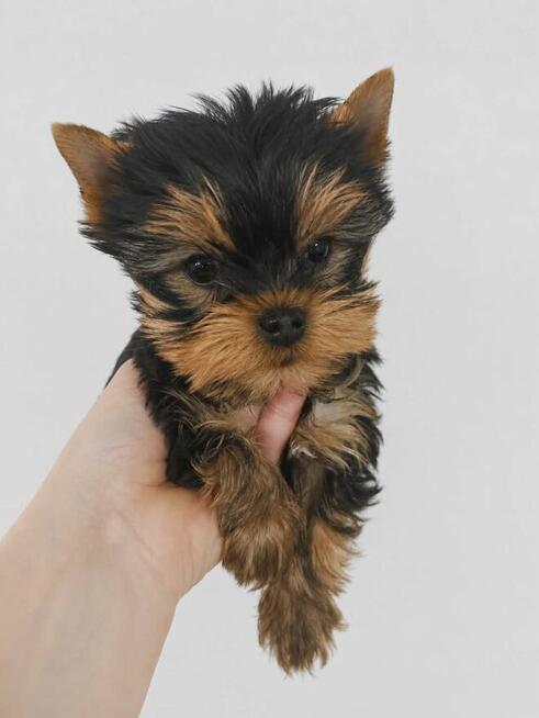 YORKSHIRE TERRIER