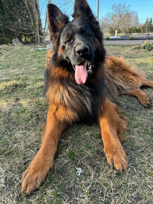 Owczarek niemiecki , owczarki niemieckie