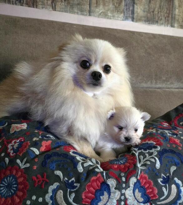 Szpic miniaturowy pomeranian suczka