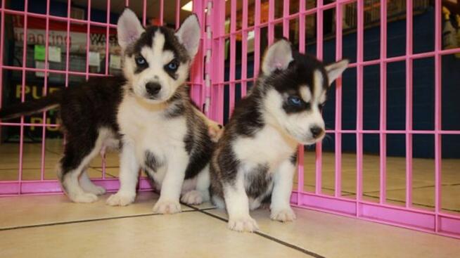 Piękne szczenięta rasy Siberian Husky