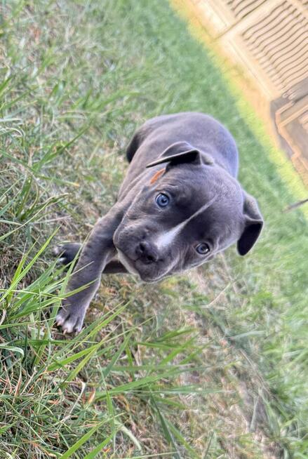 American Staffordshire Terrier