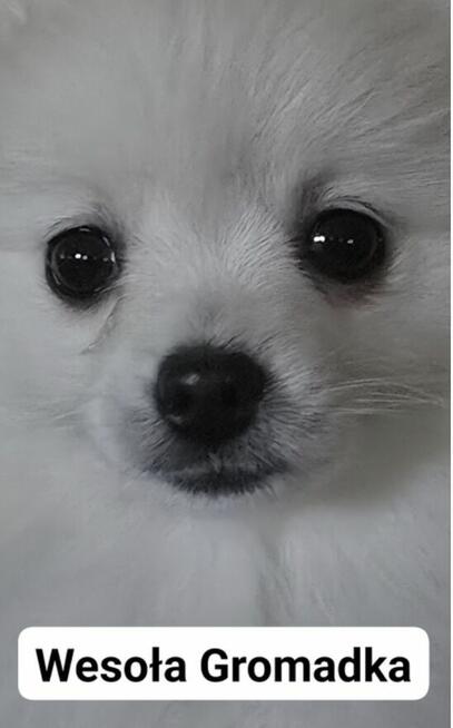 Szpic miniaturowy ,pomeranian piesek blac tan