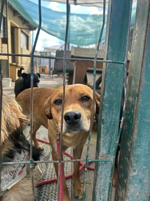Młoda kochana dziewczynka poleca się do adopcji