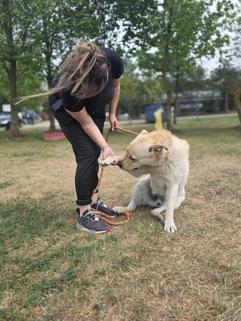Kumpel- kremowy duży mlody pies do adopcji