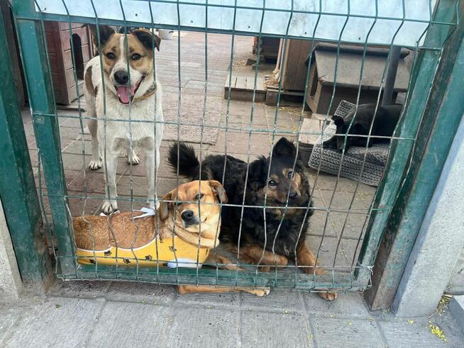 Młoda kochana dziewczynka poleca się do adopcji