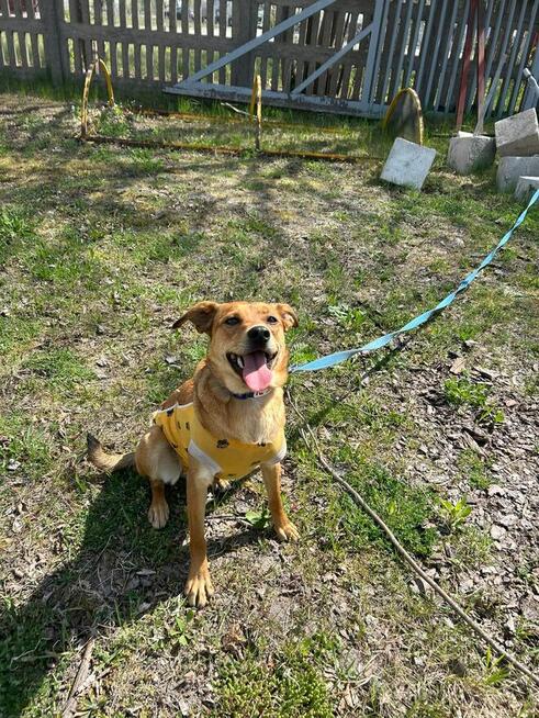 Młoda kochana dziewczynka poleca się do adopcji