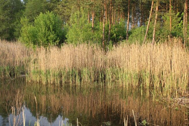 Działka z domem letnim i dużą działką leśną
