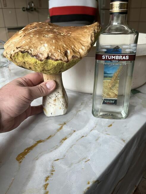 Grzybobranie 2026