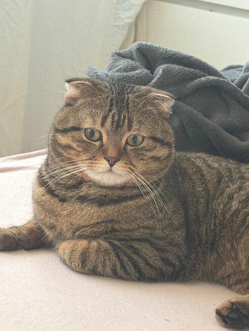 kocięta rasy Scottish Fold pomieszane z Brytyjskim