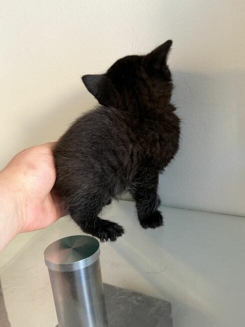 kocięta rasy Scottish Fold pomieszane z Brytyjskim