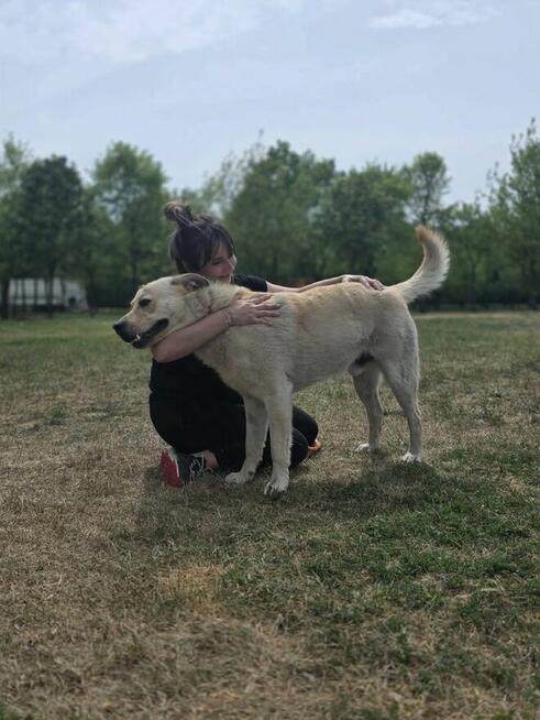Kumpel- kremowy duży mlody pies do adopcji