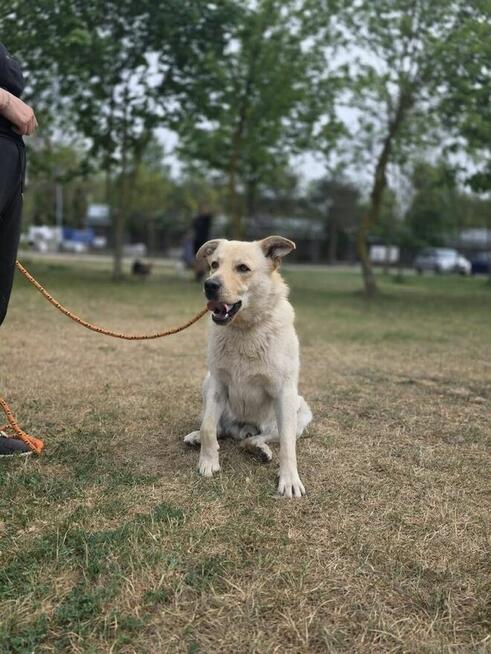 Kumpel- kremowy duży mlody pies do adopcji